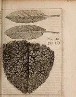An illustration from Miscellanea curiosa, sive, Ephemeridum medico-physicarum Germanicarum Academiae Naturae curiosorum (1688)