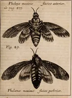 Picture 89 of 103 from Miscellanea curiosa, sive, Ephemeridum medico-physicarum Germanicarum Academiae Naturae curiosorum (1688), leaf 1798