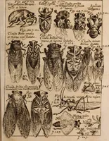 An illustration from Miscellanea curiosa, sive, Ephemeridum medico-physicarum Germanicarum Academiae Naturae curiosorum (1688)