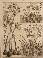 An illustration from Miscellanea curiosa, sive, Ephemeridum medico-physicarum Germanicarum Academiae Naturae curiosorum (1688)