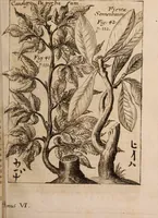 An illustration from Miscellanea curiosa, sive, Ephemeridum medico-physicarum Germanicarum Academiae Naturae curiosorum (1688)