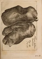 An illustration from Miscellanea curiosa, sive, Ephemeridum medico-physicarum Germanicarum Academiae Naturae curiosorum (1688)