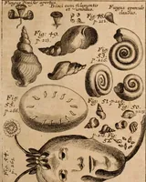 An illustration from Miscellanea curiosa, sive, Ephemeridum medico-physicarum Germanicarum Academiae Naturae curiosorum (1688)