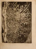 An illustration from Miscellanea curiosa, sive, Ephemeridum medico-physicarum Germanicarum Academiae Naturae curiosorum (1688)