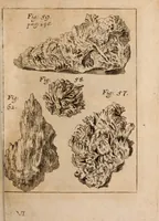 An illustration from Miscellanea curiosa, sive, Ephemeridum medico-physicarum Germanicarum Academiae Naturae curiosorum (1688)