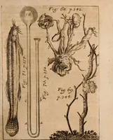 An illustration from Miscellanea curiosa, sive, Ephemeridum medico-physicarum Germanicarum Academiae Naturae curiosorum (1688)