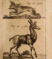 An illustration from Miscellanea curiosa, sive, Ephemeridum medico-physicarum Germanicarum Academiae Naturae curiosorum (1688)