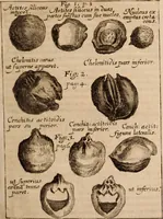 An illustration from Miscellanea curiosa, sive, Ephemeridum medico-physicarum Germanicarum Academiae Naturae curiosorum (1688)