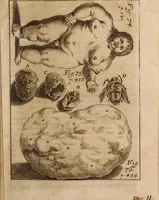 An illustration from Miscellanea curiosa, sive, Ephemeridum medico-physicarum Germanicarum Academiae Naturae curiosorum (1688)