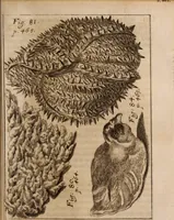 An illustration from Miscellanea curiosa, sive, Ephemeridum medico-physicarum Germanicarum Academiae Naturae curiosorum (1688)