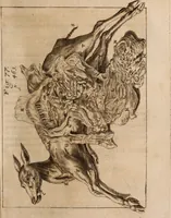 An illustration from Miscellanea curiosa, sive, Ephemeridum medico-physicarum Germanicarum Academiae Naturae curiosorum (1688)