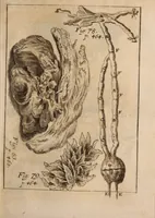 An illustration from Miscellanea curiosa, sive, Ephemeridum medico-physicarum Germanicarum Academiae Naturae curiosorum (1688)