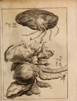 An illustration from Miscellanea curiosa, sive, Ephemeridum medico-physicarum Germanicarum Academiae Naturae curiosorum (1688)
