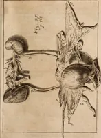 An illustration from Miscellanea curiosa, sive, Ephemeridum medico-physicarum Germanicarum Academiae Naturae curiosorum (1688)