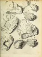 An illustration from Miscellanea Curiosa Medico-Physica Academiae Naturae Curiosorum (1672)
