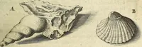 An illustration from Miscellanea Curiosa Medico-Physica Academiae Naturae Curiosorum (1672)