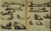 An illustration from Miscellanea Curiosa Medico-Physica Academiae Naturae Curiosorum (1672)