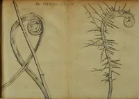 Picture 25 of 45 from Miscellanea Curiosa Medico-Physica Academiae Naturae Curiosorum (1672), leaf 322