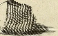 An illustration from Miscellanea Curiosa Medico-Physica Academiae Naturae Curiosorum (1672)