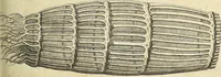 An illustration from Miscellanea Curiosa Medico-Physica Academiae Naturae Curiosorum (1672)