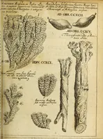 An illustration from Miscellanea Curiosa Medico-Physica Academiae Naturae Curiosorum (1672)