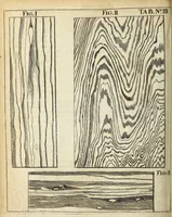 An illustration from Miscellanea Curiosa Medico-Physica Academiae Naturae Curiosorum (1672)