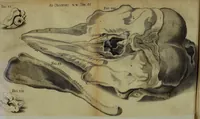 An illustration from Miscellanea Curiosa Medico-Physica Academiae Naturae Curiosorum (1672)