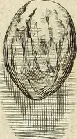 An illustration from Miscellanea Curiosa Medico-Physica Academiae Naturae Curiosorum (1672)