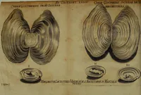An illustration from Miscellanea Curiosa Medico-Physica Academiae Naturae Curiosorum (1672)
