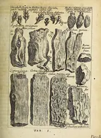 An illustration from Miscellanea Curiosa, sive Ephemiridum Medico-Physicarum Germanicarum Academiae Naturae Curiosorum (1685)