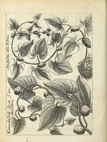 Picture 10 of 14 from Miscellanea Curiosa, sive Ephemiridum Medico-Physicarum Germanicarum Academiae Naturae Curiosorum (1685), leaf 492