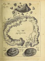 Picture 2 of 22 from Miscellanea Curiosa, sive Ephemiridum Medico-Physicarum Germanicarum Academiae Naturae Curiosorum (1696), leaf 221