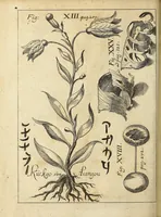 An illustration from Miscellanea Curiosa, sive Ephemiridum Medico-Physicarum Germanicarum Academiae Naturae Curiosorum (1696)