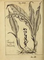 Picture 4 of 22 from Miscellanea Curiosa, sive Ephemiridum Medico-Physicarum Germanicarum Academiae Naturae Curiosorum (1696), leaf 264