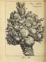 Picture 5 of 22 from Miscellanea Curiosa, sive Ephemiridum Medico-Physicarum Germanicarum Academiae Naturae Curiosorum (1696), leaf 388