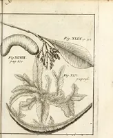 An illustration from Miscellanea curiosa, sive, Ephemeridum medico-physicarum Germanicarum (1700)
