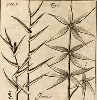 Picture 5 of 41 from Miscellanea curiosa, sive, Ephemeridum medico-physicarum Germanicarum (1700), leaf 45
