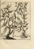 Picture 6 of 41 from Miscellanea curiosa, sive, Ephemeridum medico-physicarum Germanicarum (1700), leaf 46