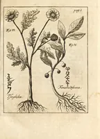 Picture 9 of 41 from Miscellanea curiosa, sive, Ephemeridum medico-physicarum Germanicarum (1700), leaf 50