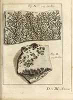Picture 28 of 41 from Miscellanea curiosa, sive, Ephemeridum medico-physicarum Germanicarum (1700), leaf 838