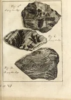 Picture 29 of 41 from Miscellanea curiosa, sive, Ephemeridum medico-physicarum Germanicarum (1700), leaf 842