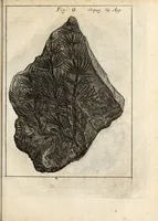 Picture 31 of 41 from Miscellanea curiosa, sive, Ephemeridum medico-physicarum Germanicarum (1700), leaf 848