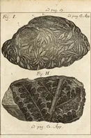 Picture 32 of 41 from Miscellanea curiosa, sive, Ephemeridum medico-physicarum Germanicarum (1700), leaf 850