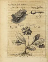 Picture 2 of 18 from Miscellanea Curiosa, sive Ephemiridum Medico-Physicarum Germanicarum Academiae Naturae Curiosorum (1686), leaf 114