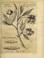 Picture 3 of 18 from Miscellanea Curiosa, sive Ephemiridum Medico-Physicarum Germanicarum Academiae Naturae Curiosorum (1686), leaf 117