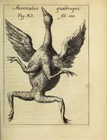 Picture 5 of 18 from Miscellanea Curiosa, sive Ephemiridum Medico-Physicarum Germanicarum Academiae Naturae Curiosorum (1686), leaf 139