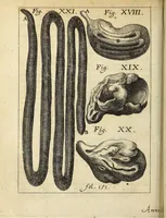 Picture 6 of 18 from Miscellanea Curiosa, sive Ephemiridum Medico-Physicarum Germanicarum Academiae Naturae Curiosorum (1686), leaf 198