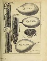 An illustration from Miscellanea Curiosa, sive Ephemiridum Medico-Physicarum Germanicarum Academiae Naturae Curiosorum (1686)