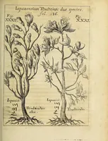 An illustration from Miscellanea Curiosa, sive Ephemiridum Medico-Physicarum Germanicarum Academiae Naturae Curiosorum (1686)