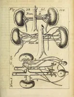 Picture 12 of 18 from Miscellanea Curiosa, sive Ephemiridum Medico-Physicarum Germanicarum Academiae Naturae Curiosorum (1686), leaf 401
